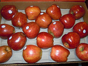 Продаем яблоки Алматы