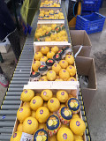 Продаем лимоны Алматы