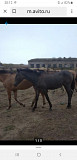 Лошадь башкирки Алматы