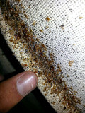 Клопы / Тараканы уничтожение насекомых / гарантия качество Костанай
