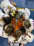 Спортивный клуб по Гимнастике, акробатике, хореографии, объявляет набор детей Алматы