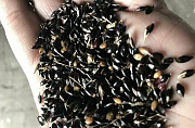 Семена кормовых трав: житняк, люцерна, суданка, кострец, сорго и пр доставка из г.Алматы