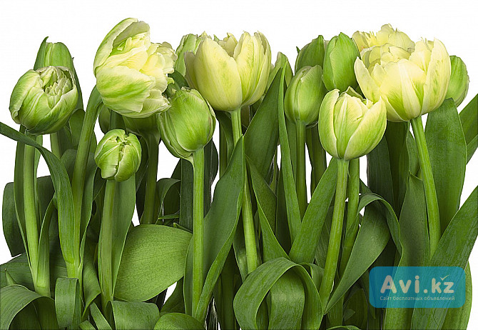 Фотообои на стену «тюльпаны» Komar 8-900 Tulips (германия) Актау - изображение 1