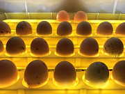 Яйцо инкубационное Павлодар