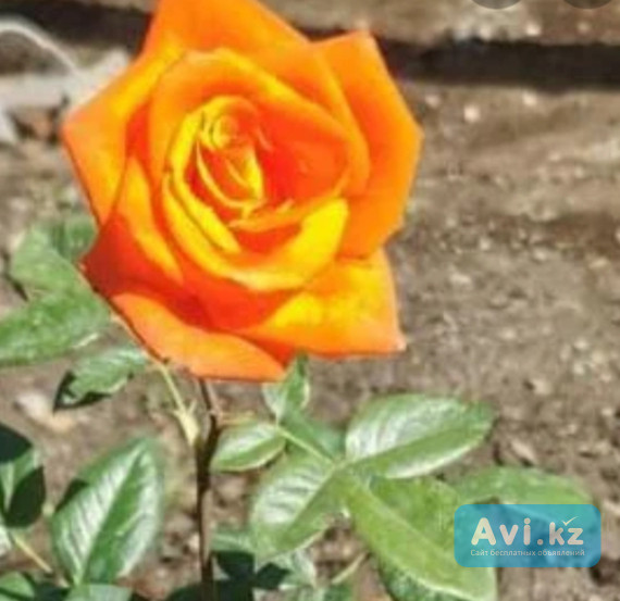 Саженец роза "бордюрная", Казахстан Есик - изображение 1