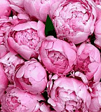Пионы. Крупноцветковые розовые Алматы