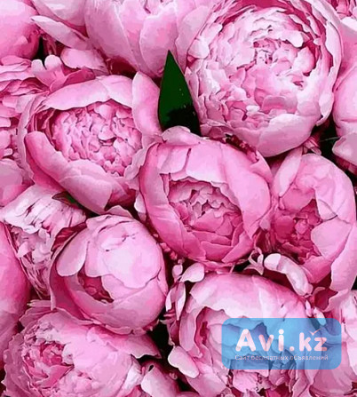 Пионы. Крупноцветковые розовые Алматы - изображение 1