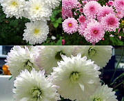 Цветы "хризантема корейская" Алматы