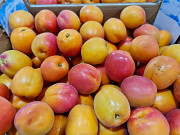 Продаем абрикосы от производителей Алматы