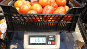 Продаем томаты от производителей Алматы