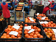 Продаем томаты от производителей Алматы