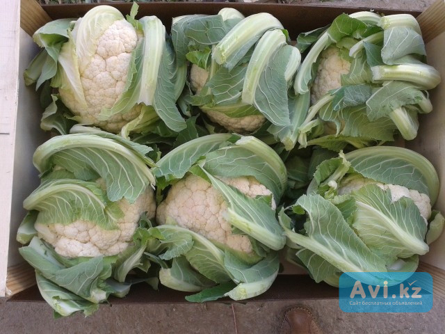 Продаем салаты от производителей Алматы - изображение 1
