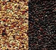 Семена Суданка сорт "изумрудная", "кинельская 100" доставка из г.Есик