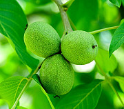 Зеленый орех, грецкий зелёный орех, зеленый орех в Казахстане Алматы