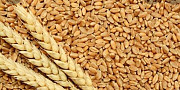 Семена пшеницы яровой "воронежская 18" доставка из г.Есик