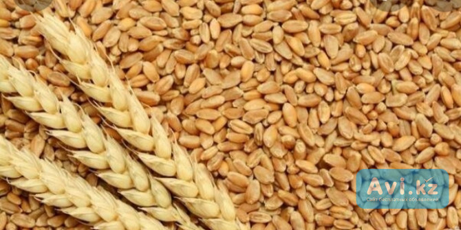 Семена пшеницы яровой "воронежская 18" Есик - изображение 1