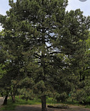 Семена сосны "крымская" (pinus nigra subsp. pallasiana) ЭС . Россия доставка из г.Есик