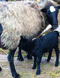 Реализация овец мясо-шерстного, мясо-шерстно-молочного направлений Есик