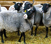 Реализация овец мясо-шерстного, мясо-шерстно-молочного направлений Есик
