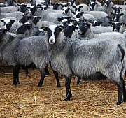 Реализация овец мясо-шерстного, мясо-молочного направлений Есик