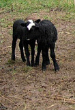 Реализация овец мясо-шерстного, мясо-молочного направлений Есик