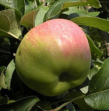 Саженец яблони "айдаред", Мм106 Есик