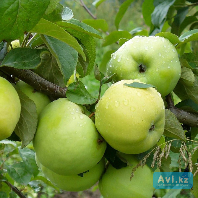 Саженец яблони "антоновка" ММ 106 Есик - изображение 1