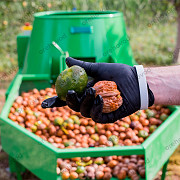 Очиститель грецкого ореха от зеленой кожуры (700 кг/ч) доставка из г.Алматы