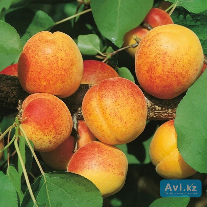 Саженец абрикоса "майский". Казахстан Есик - изображение 1