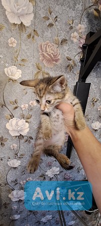 Отдам котят в добрые руки Усть-Каменогорск - изображение 1