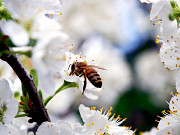 Пчёлы и сельхоз животные Алматы