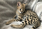 Продаются котята породы Саванна F1 Tica зарегистрированные Нур-Султан (Астана)