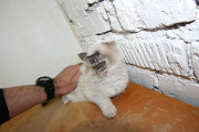 Котенок-девочка в добрые руки бесплатно Костанай