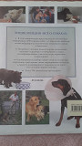 Продаем большую красочную энциклопедию "все О Собаках ".в отличном состоянии. Размер 310- 260 мм Усть-Каменогорск