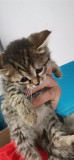 Отдадим в добрые руки замечательных котят-девочек 1, 5 месяца Костанай