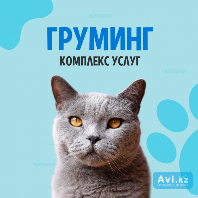Стрижка кошек и котов + купание Астана - изображение 1