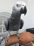 Африканские серые попугаи Алматы