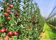 Антиградовая сетка для яблок, винограда и других культур Астана