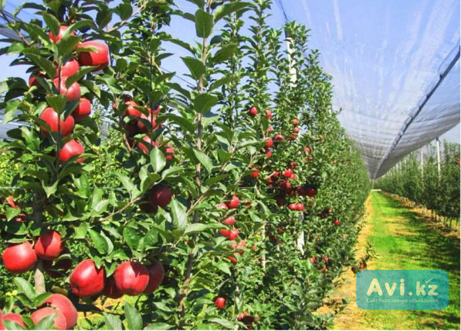 Антиградовая сетка для яблок, винограда и других культур Астана - изображение 1