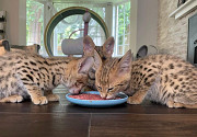 Красивые котята Serval и F1 Savannah доступны для покупки Астана