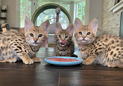 Красивые котята Serval и F1 Savannah доступны для покупки Астана
