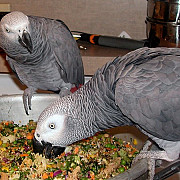 Продаются милые и милые африканские серые попугаи Алматы