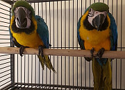 Анализ Днк 2-летнего самца голубого и золотого ара Алматы