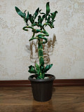 Растение искусственное бамбук Алматы