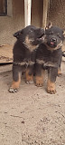 Продам щенков немецкой овчарки Алматинская область