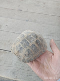 Продам черепаху очень хороший подарок для ребенка Алматы