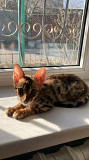 Продажа бенгальского котенка Алматы