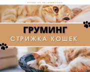 Стрижка кошек, Груминг | Топ 1 мобильный груминг Астана