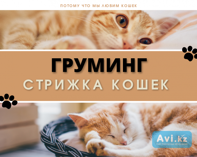 Стрижка кошек, Груминг | Топ 1 мобильный груминг Астана - изображение 1