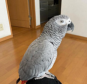 Африканские серые попугаи для переселения Алматы